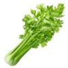 Celery