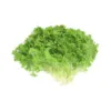 Da Lat Lettuce